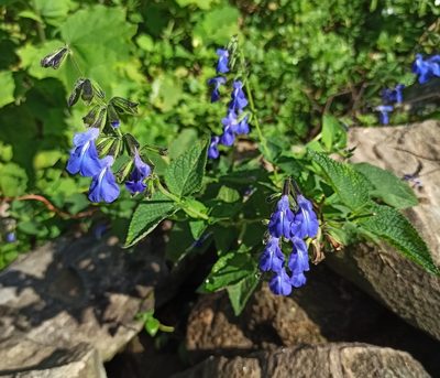 Salvia stachydifolia, photographed by Gonzalo Martinez