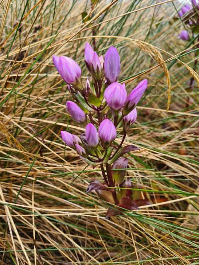 Gentianella foliosa, photographed by Christian Manke