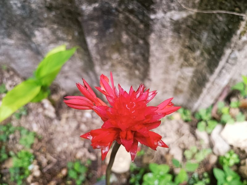 Goeppertia coccinea, photographed by J Alejandro González Castillo