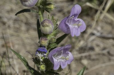 Penstemon jamesii, photographed by Craig Martin