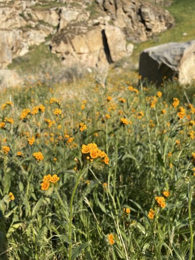 Amsinckia eastwoodiae, photographed by Matt Berger