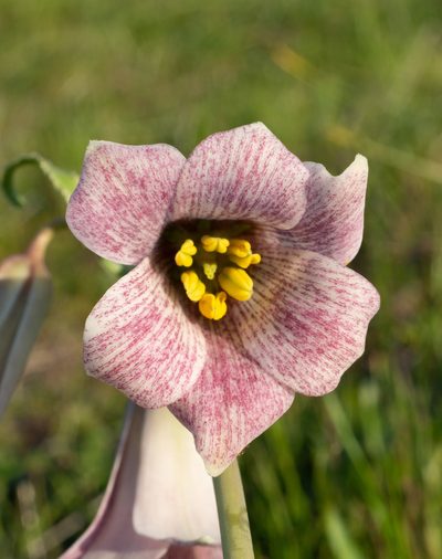 Fritillaria striata, photographed by Matt Berger