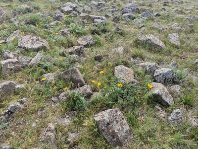 Balsamorhiza macrolepis, photographed by joergmlpts