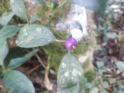 Psychotria suterella, photographed by William G. Borges