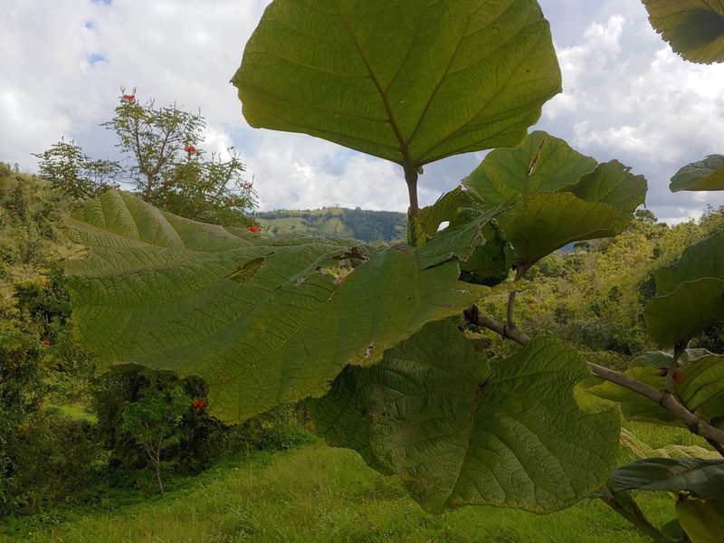 Coccoloba pubescens, photographed by Kurt Miller