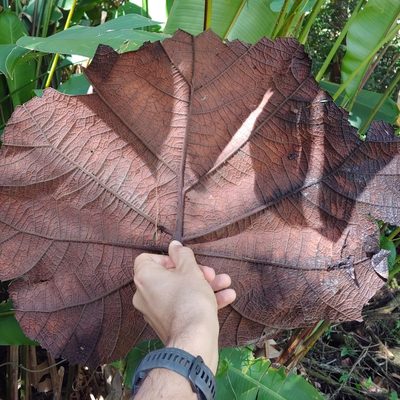 Coccoloba pubescens, photographed by Kurt Miller