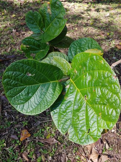 Coccoloba pubescens, photographed by Kurt Miller