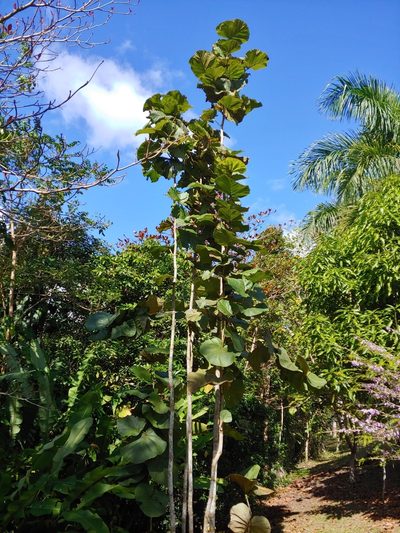 Coccoloba pubescens, photographed by Kurt Miller