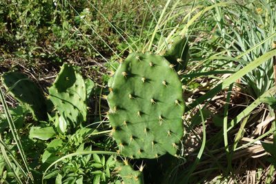 Opuntia stricta, photographed by Loïc Mathieu