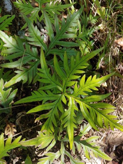 Doryopteris pedata, photographed by Kurt Miller