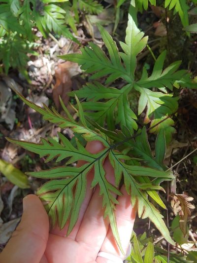 Doryopteris pedata, photographed by Kurt Miller