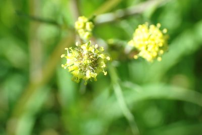 Sanicula bipinnata, photographed by Steve Woodward