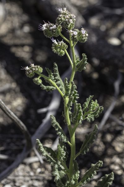 Phacelia pinkavae, photographed by Craig Martin