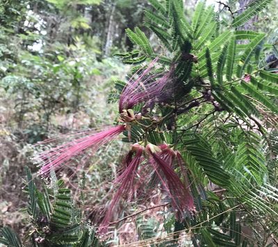 Calliandra houstoniana, photographed by Sean Vanderluit