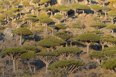 Dracaena cinnabari, photographed by Morten Ross