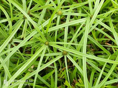 Cyperus aromaticus, photographed by Ong Jyh Seng