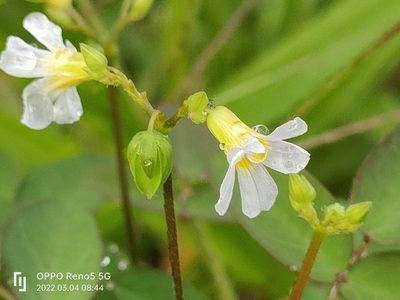 Oxalis barrelieri, photographed by Ong Jyh Seng