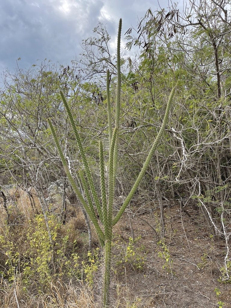 Harrisia fernowii, photographed by Robin White