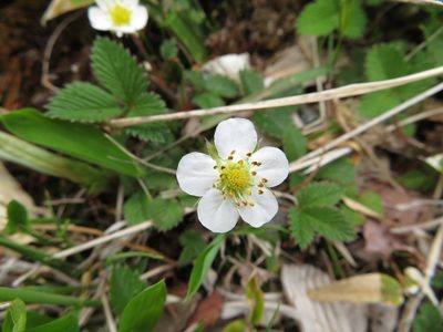 Fragaria nipponica, photographed by Marco Mussita