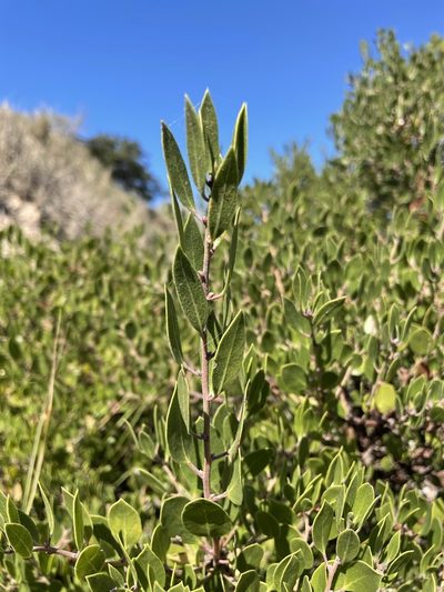 Arctostaphylos rudis, photographed by Matt Berger