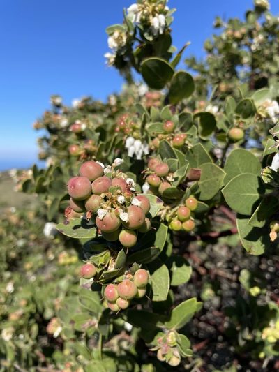 Arctostaphylos purissima, photographed by Matt Berger