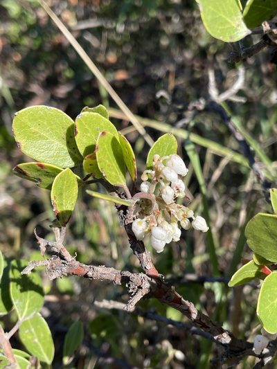 Arctostaphylos rudis, photographed by Matt Berger