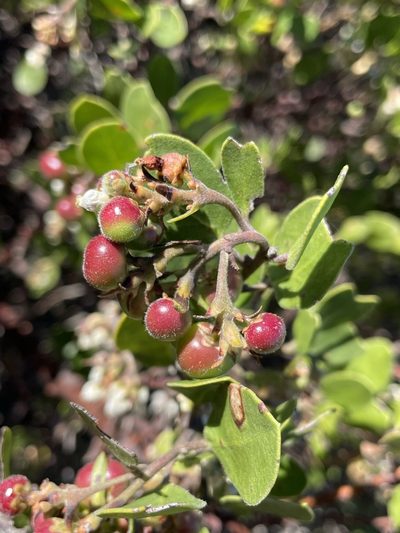 Arctostaphylos rudis, photographed by Matt Berger