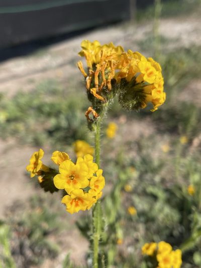 Amsinckia spectabilis, photographed by Matt Berger