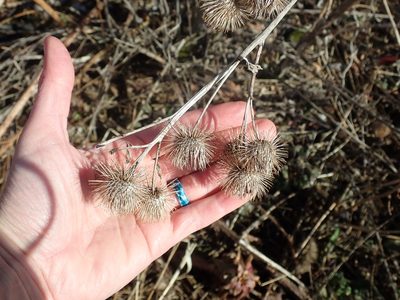 Arctium lappa, photographed by Natalie Waddell-Rutter