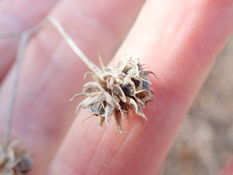 Verbesina alternifolia, photographed by Natalie Waddell-Rutter