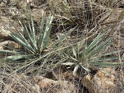 Yucca pallida, photographed by CK2AZ