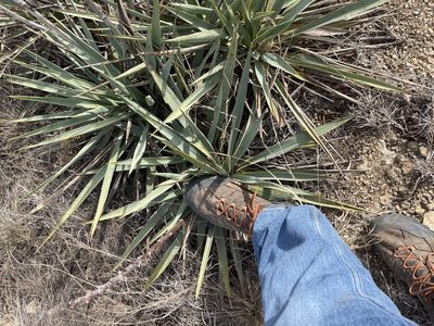 Yucca pallida, photographed by CK2AZ