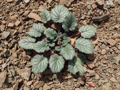 Phacelia longipes, photographed by George Williams