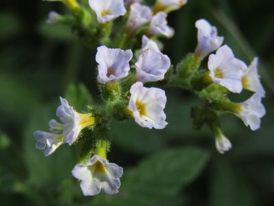 Heliotropium amplexicaule, photographed by Candela Castro