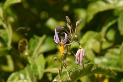 Solanum bahamense, photographed by Mitch Van Dyke