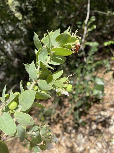 Arctostaphylos pechoensis, photographed by Matt Berger