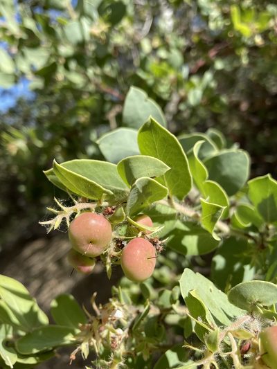Arctostaphylos pechoensis, photographed by Matt Berger