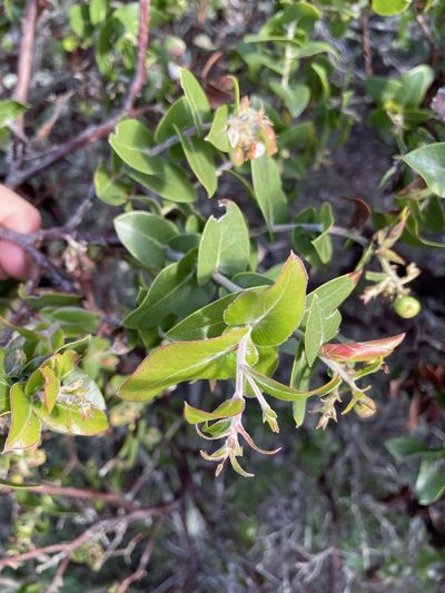 Arctostaphylos osoensis, photographed by Matt Berger