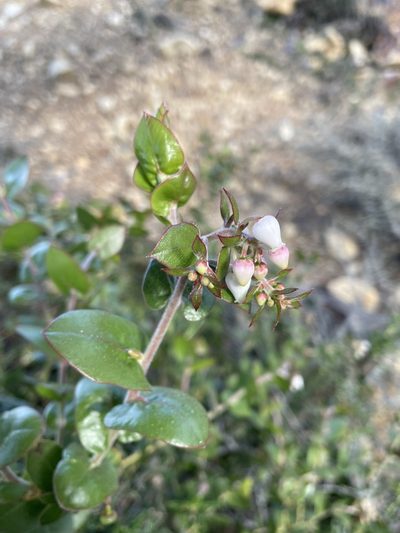 Arctostaphylos osoensis, photographed by Matt Berger