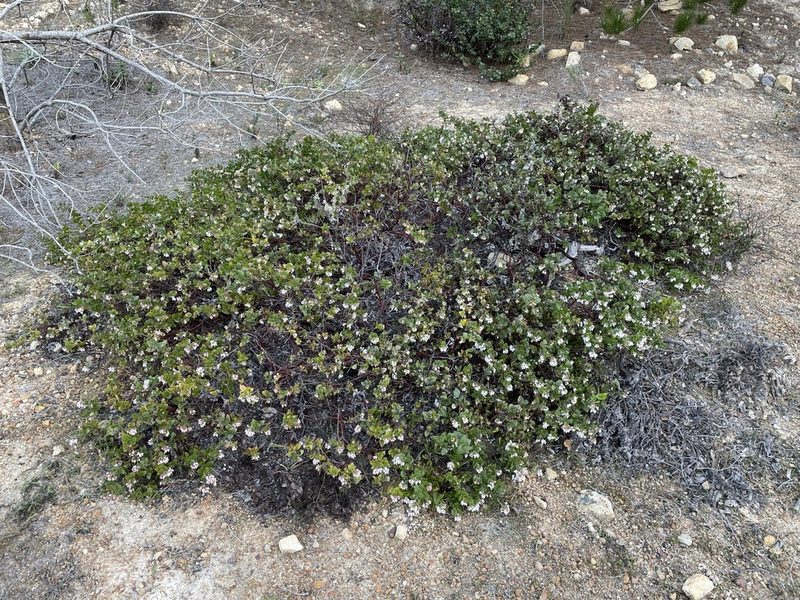 Arctostaphylos osoensis, photographed by Matt Berger