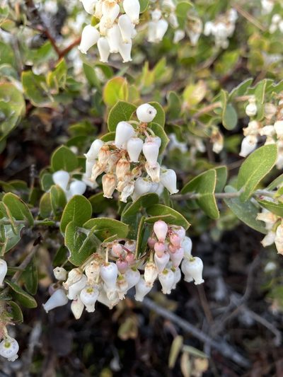 Arctostaphylos osoensis, photographed by Matt Berger
