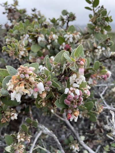 Arctostaphylos morroensis, photographed by Matt Berger