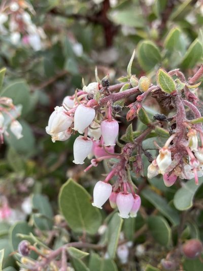 Arctostaphylos morroensis, photographed by Matt Berger