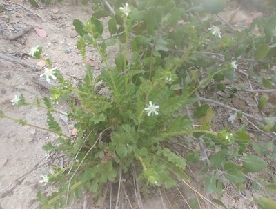 Potentilla lindleyi, photographed by jimasmus