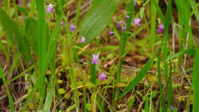 Collinsia sparsiflora, photographed by Michael Warner