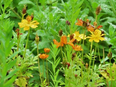 Cosmos sulphureus, photographed by johnyochum