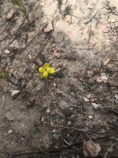 Camissoniopsis ignota, photographed by Pinnacles National Park