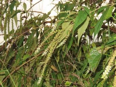 Buddleja asiatica, photographed by chiuluan