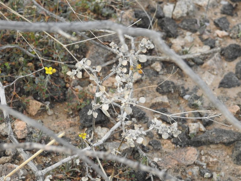 Tidestromia lanuginosa, photographed by Rachel Stringham