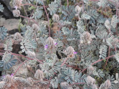 Dalea mollis, photographed by Rachel Stringham